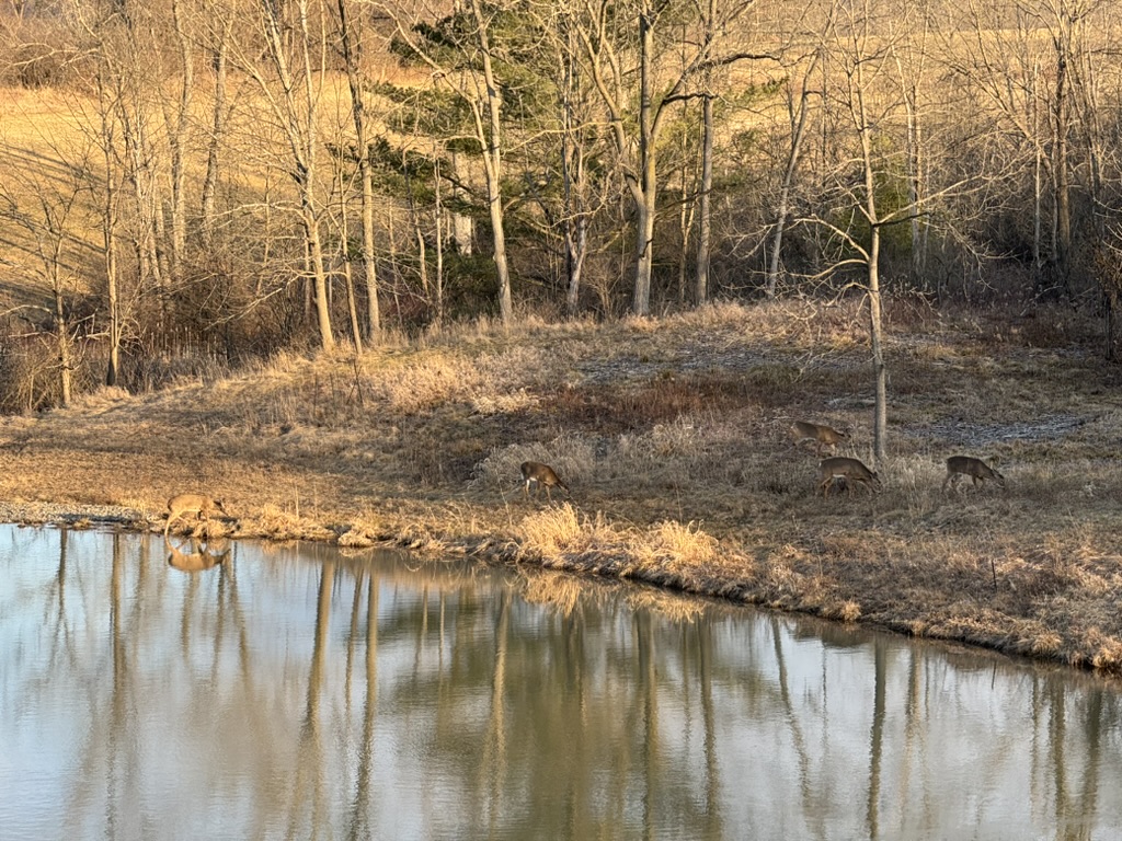 pond in fall with deer