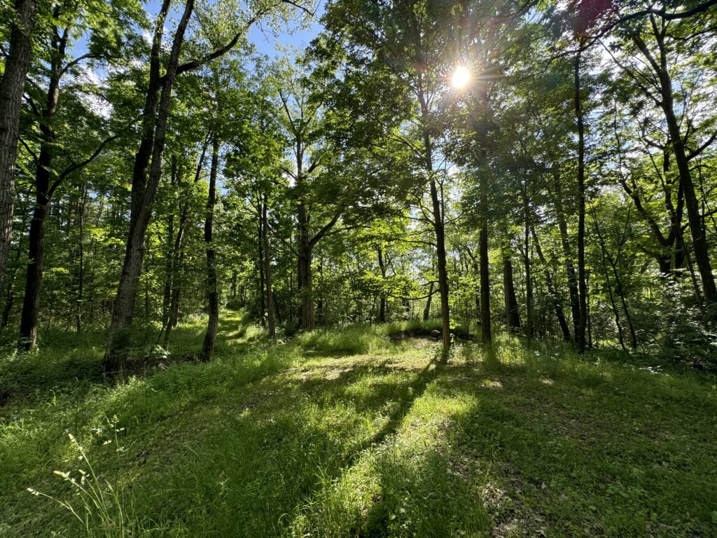 pond and clearing by creek view