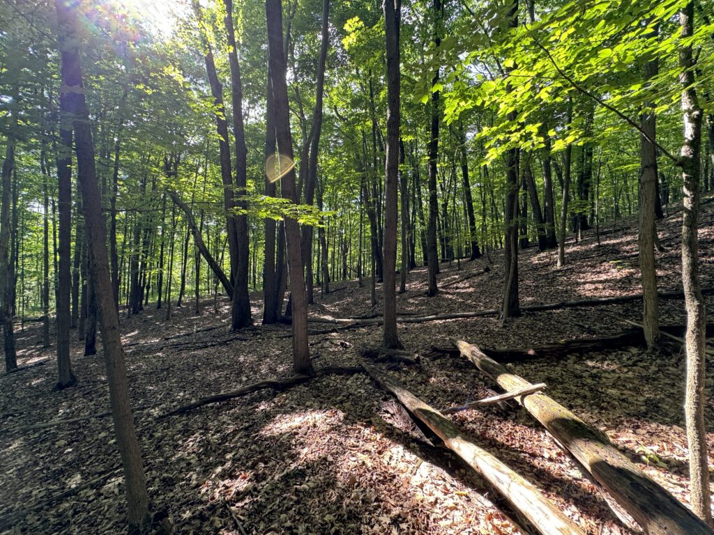 forest view mid summer