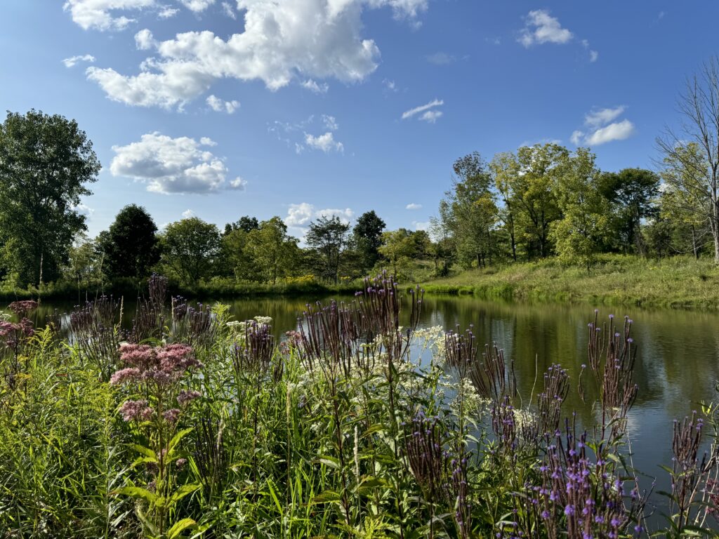 pond in early summer