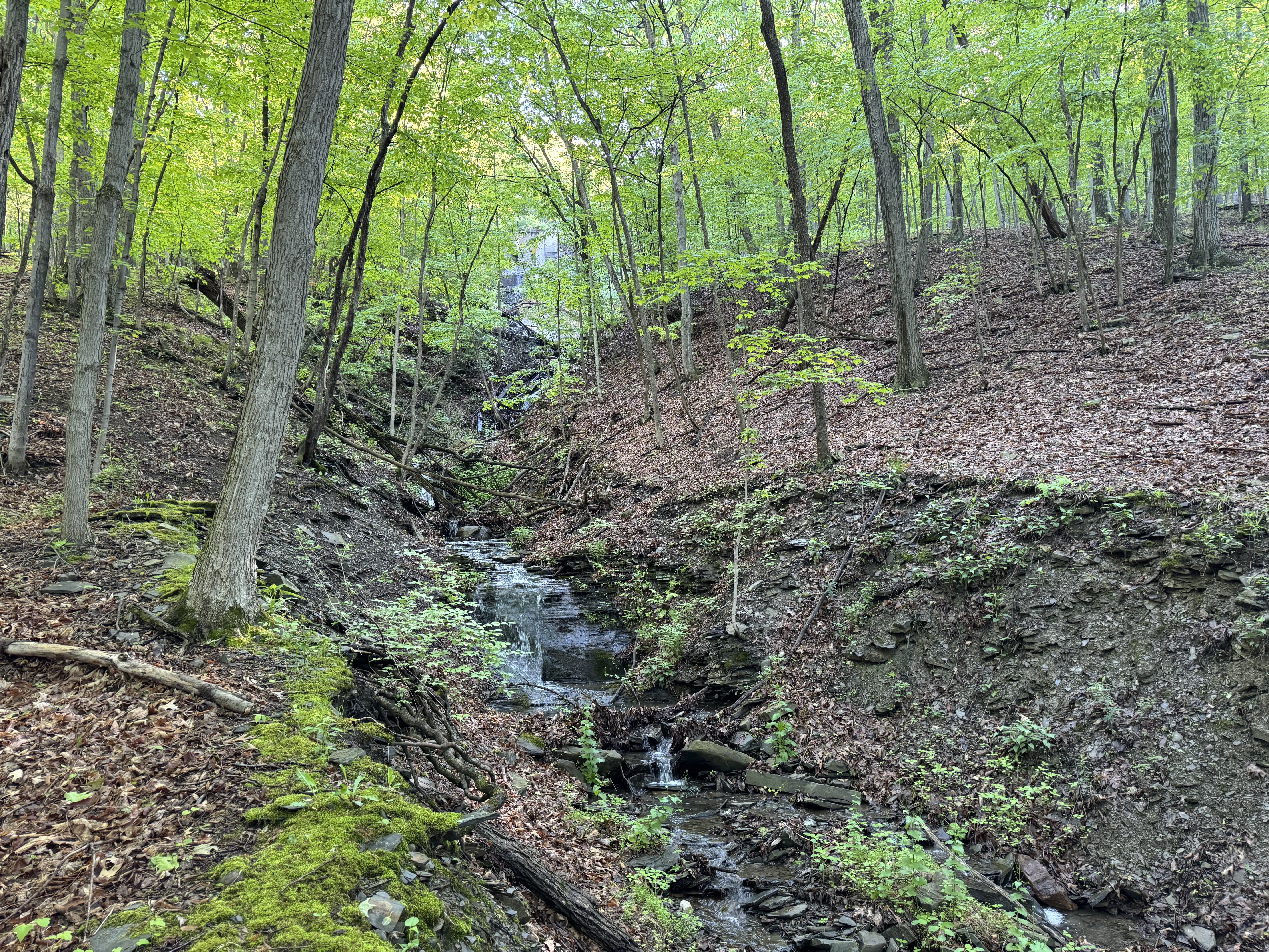 forest view cascade water fall early spring