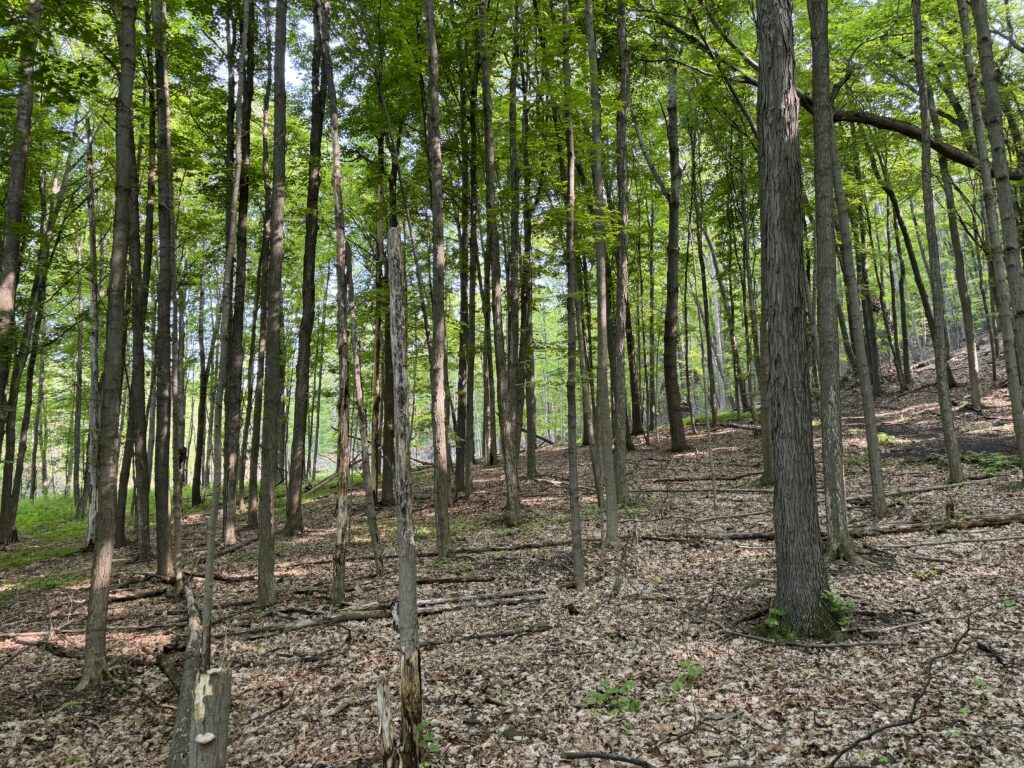 tree view campsite mid summer