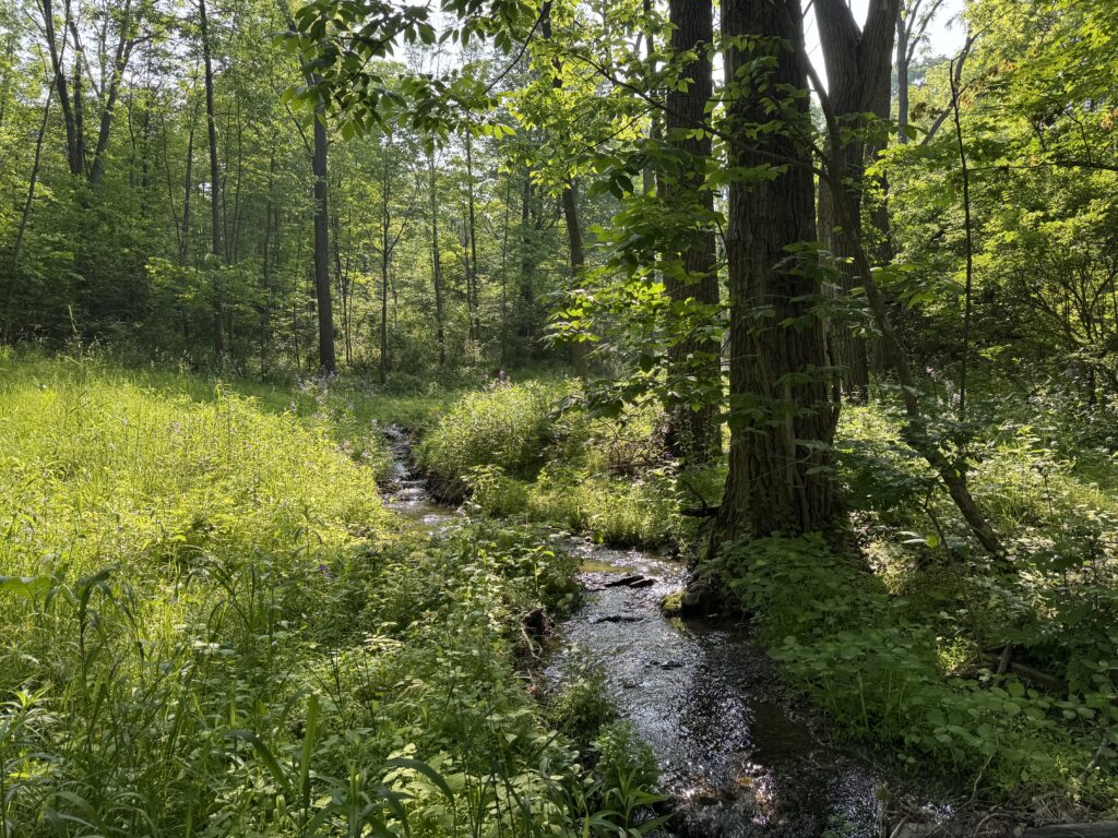 creek in late spring