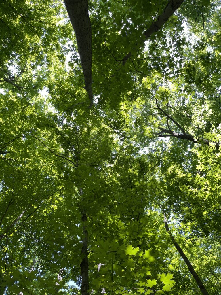 looking up at tree view campsite in summer