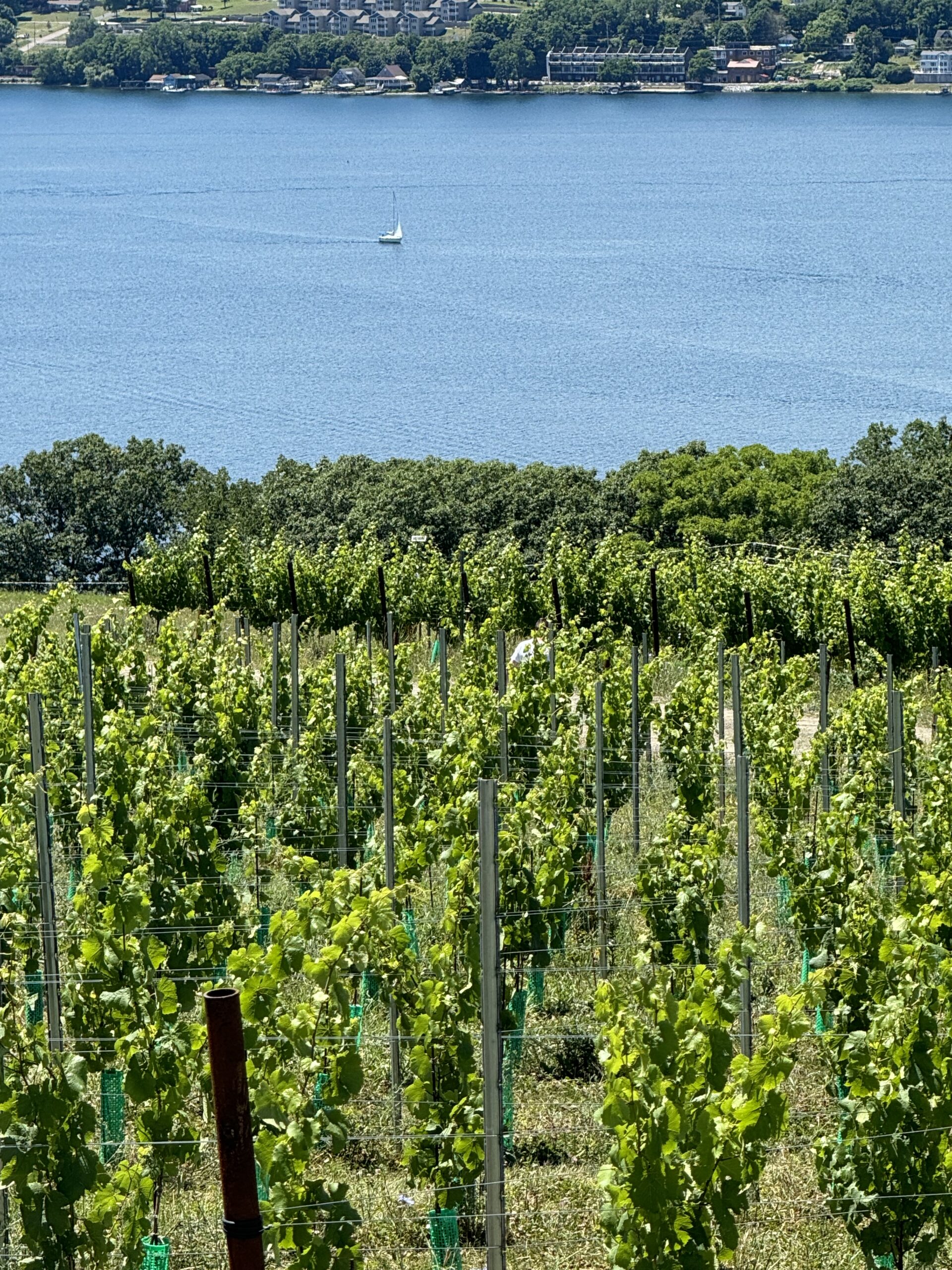 hillick and hobbs estate winery vines and lake