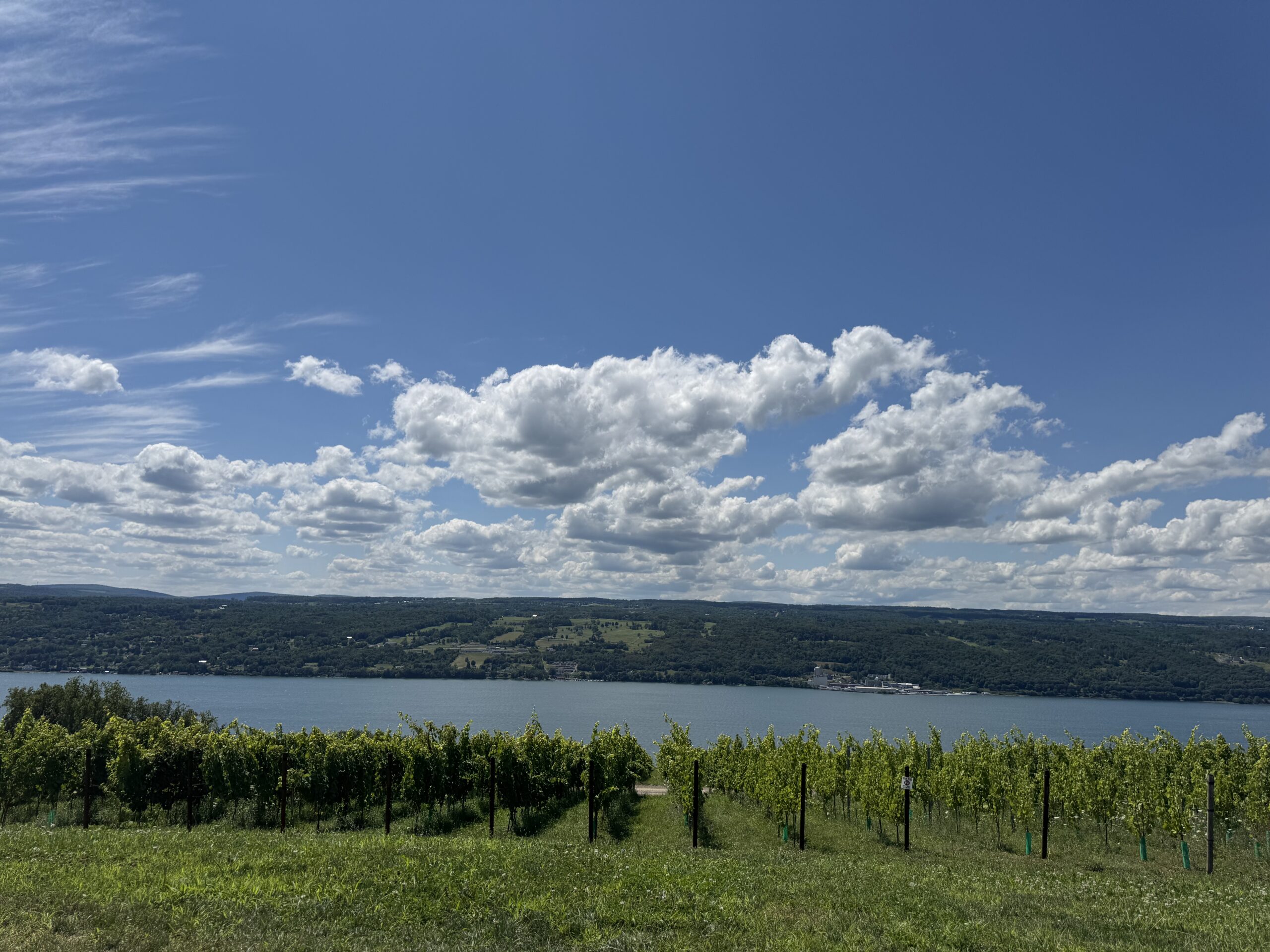 hillick and hobbs estate winery vines and senaca lake